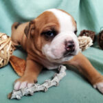 Chiot Bulldog continental