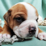 Chiot Bulldog continental