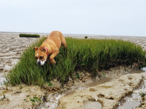 Alecto chasse le Crabe