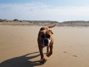 Alecto, , Bulldog Continental direction la plage