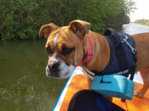 Alecto sur le paddle, , Bulldog Continental