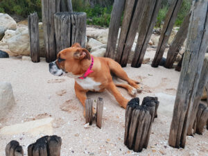 Alecto à la plage, , Bulldog Continental