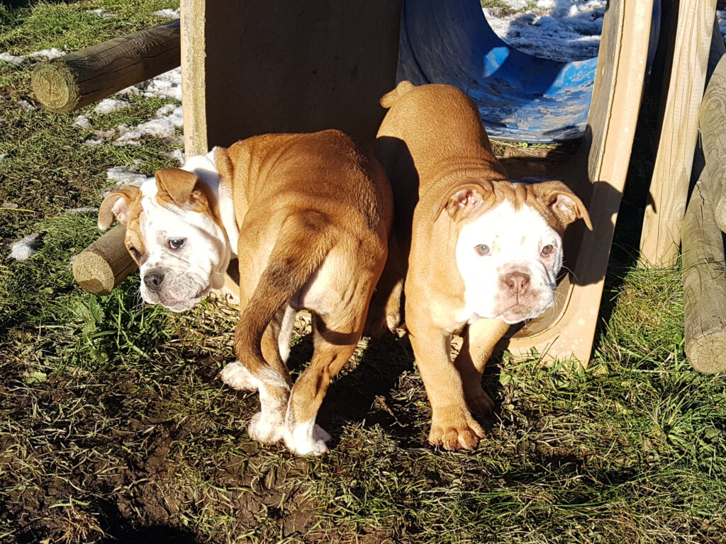 Chiot bulldog continental