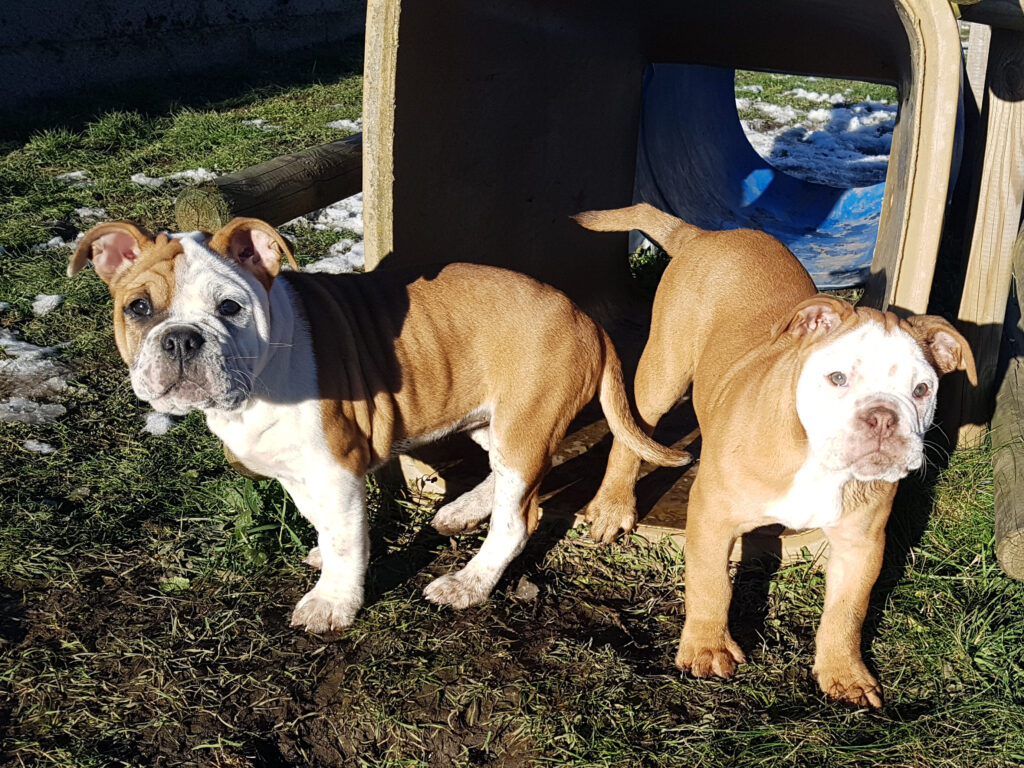 Chiot bulldog continental