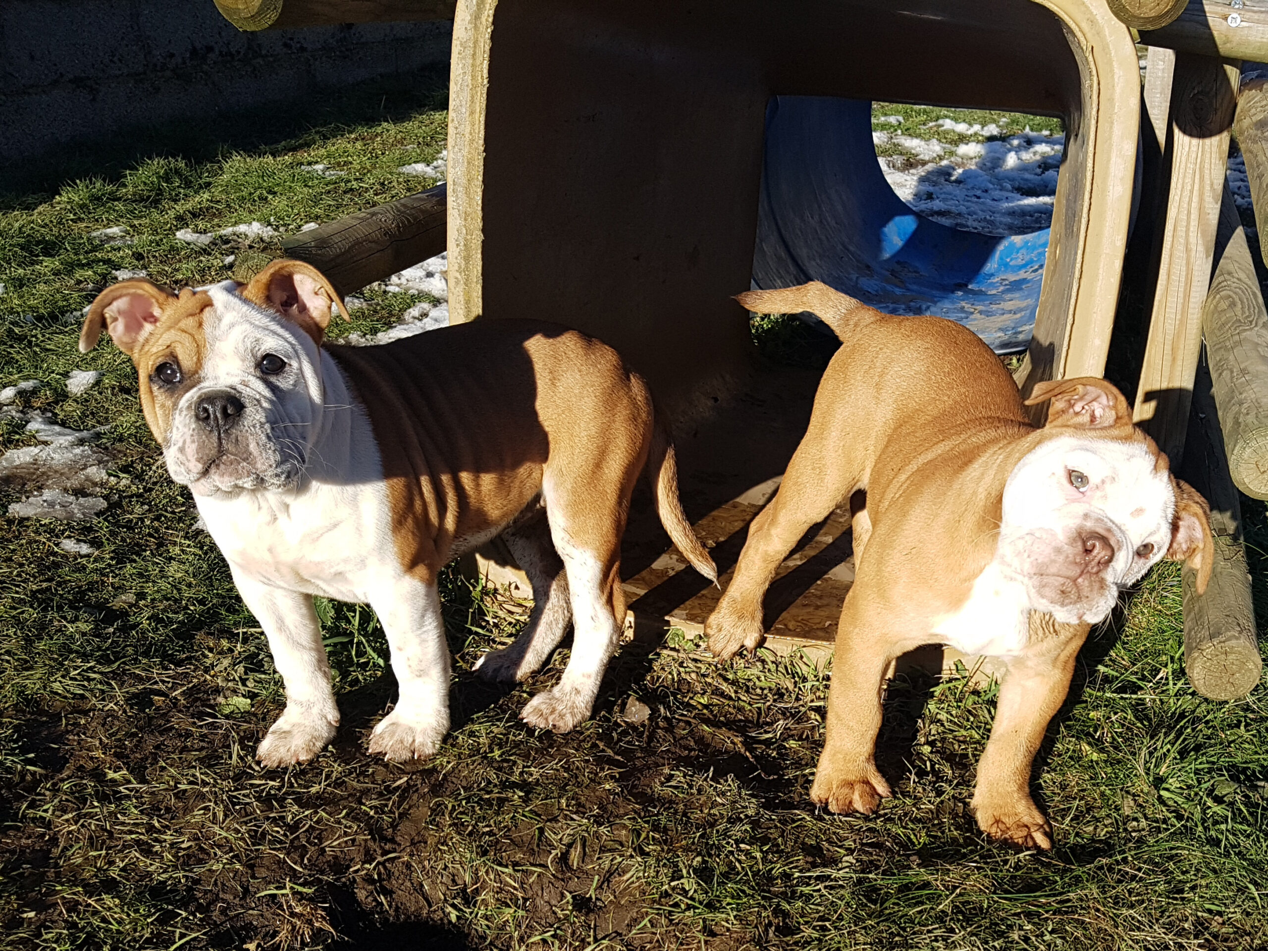 Chiot bulldog continental