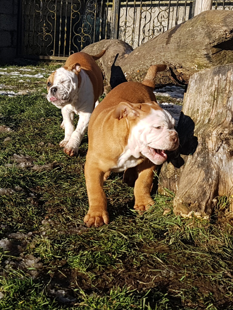 Chiot bulldog continental