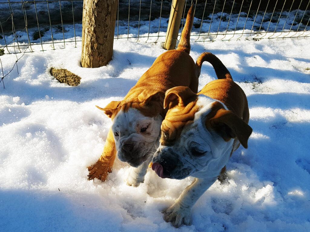 Chiot bulldog continental