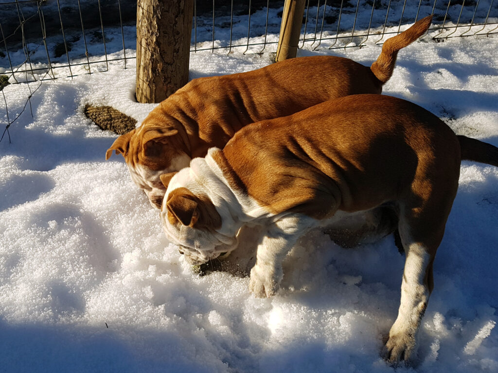 Chiot bulldog continental