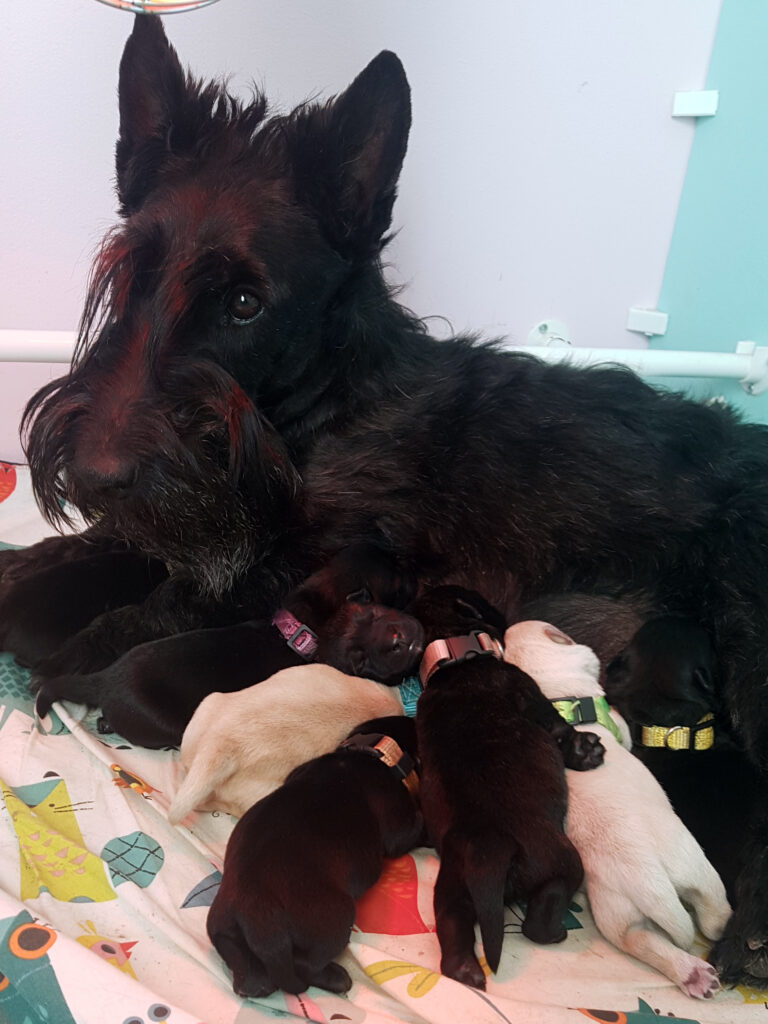 chiot scottish terrier