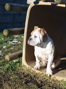 Chiot bulldog continental