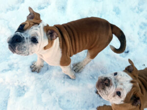 Chiot bulldog continental