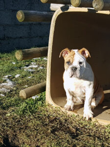 Chiot bulldog continental