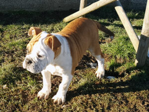 Chiot bulldog continental