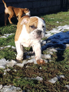 Chiot bulldog continental