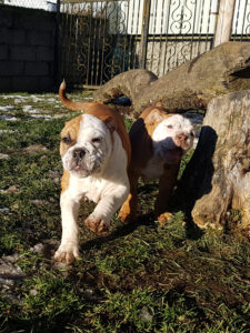 Chiot bulldog continental