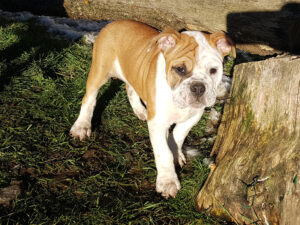 Chiot bulldog continental