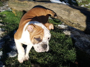 Chiot bulldog continental