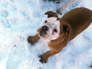 Chiot bulldog continental