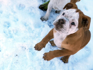 Chiot bulldog continental