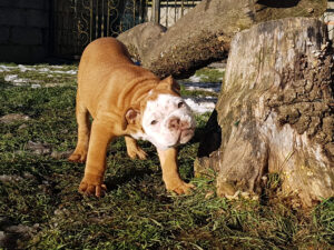 Chiot bulldog continental