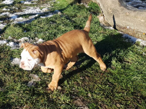 Chiot bulldog continental