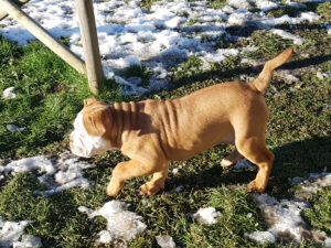 Chiot bulldog continental