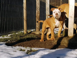 Chiot bulldog continental