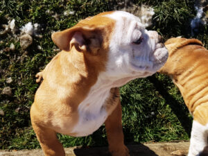 Chiot bulldog continental