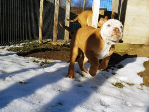 Chiot bulldog continental