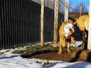 Chiot bulldog continental