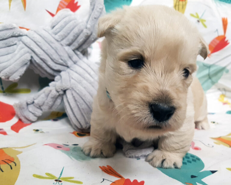 Chiot Scottish Terrier