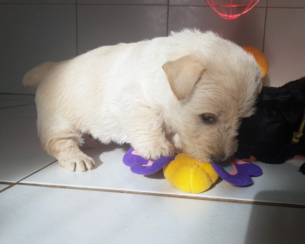 chiot Scottish Terrier