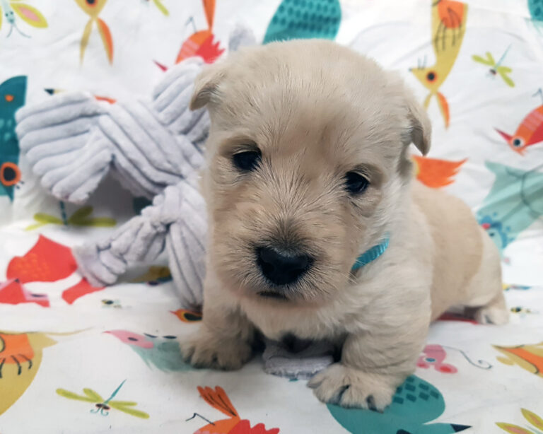 Chiot Scottish Terrier