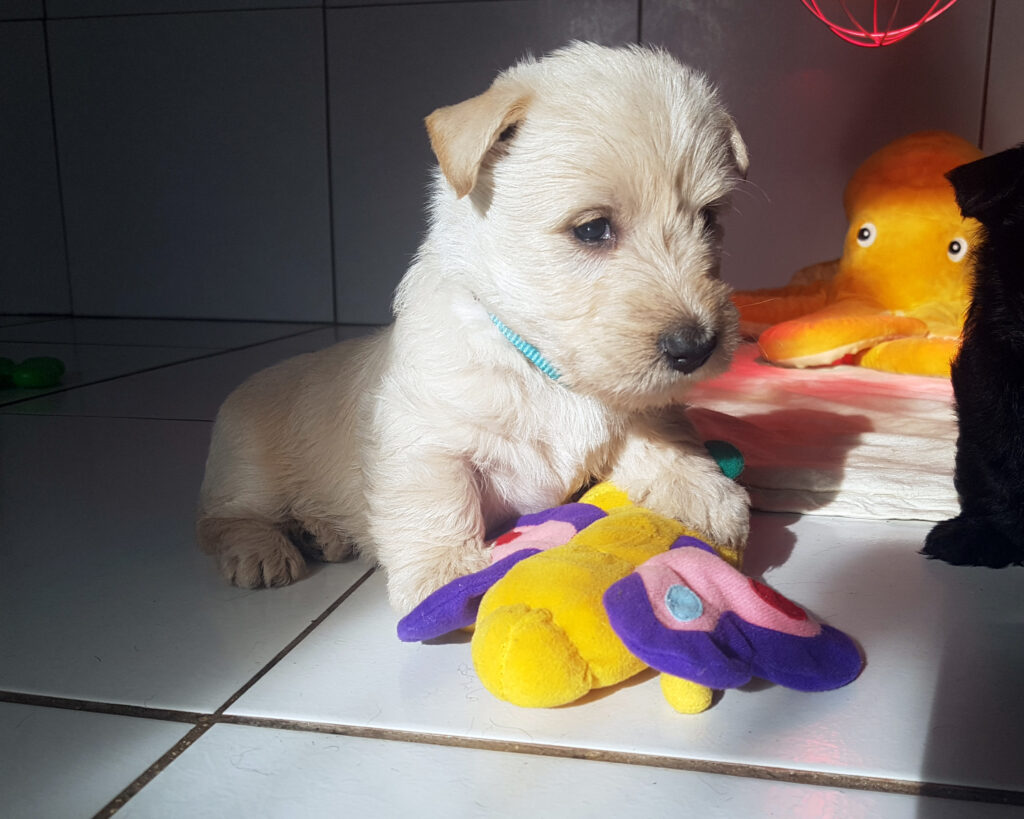 chiot Scottish Terrier