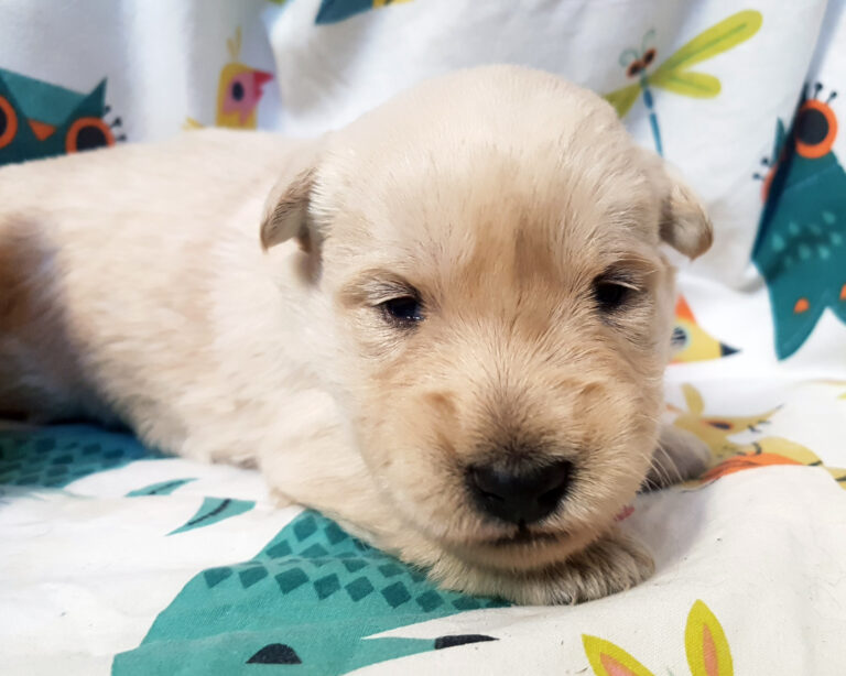 Chiot Scottish Terrier