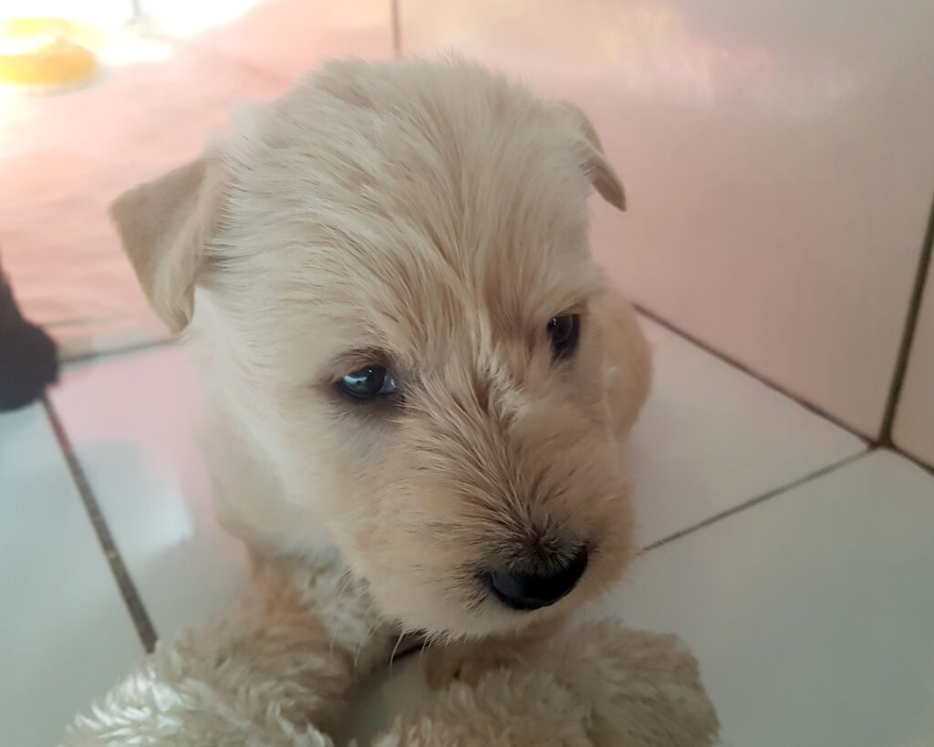 chiot Scottish Terrier