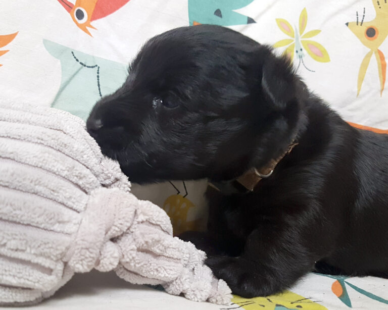 Chiot Scottish Terrier