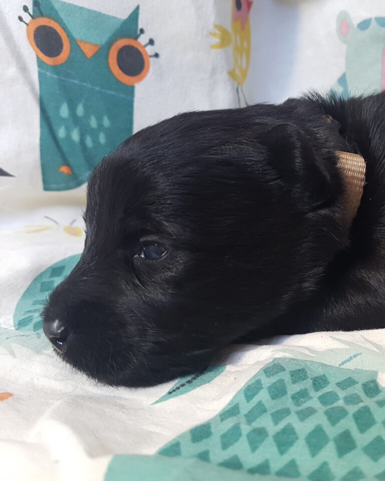 Chiot Scottish Terrier