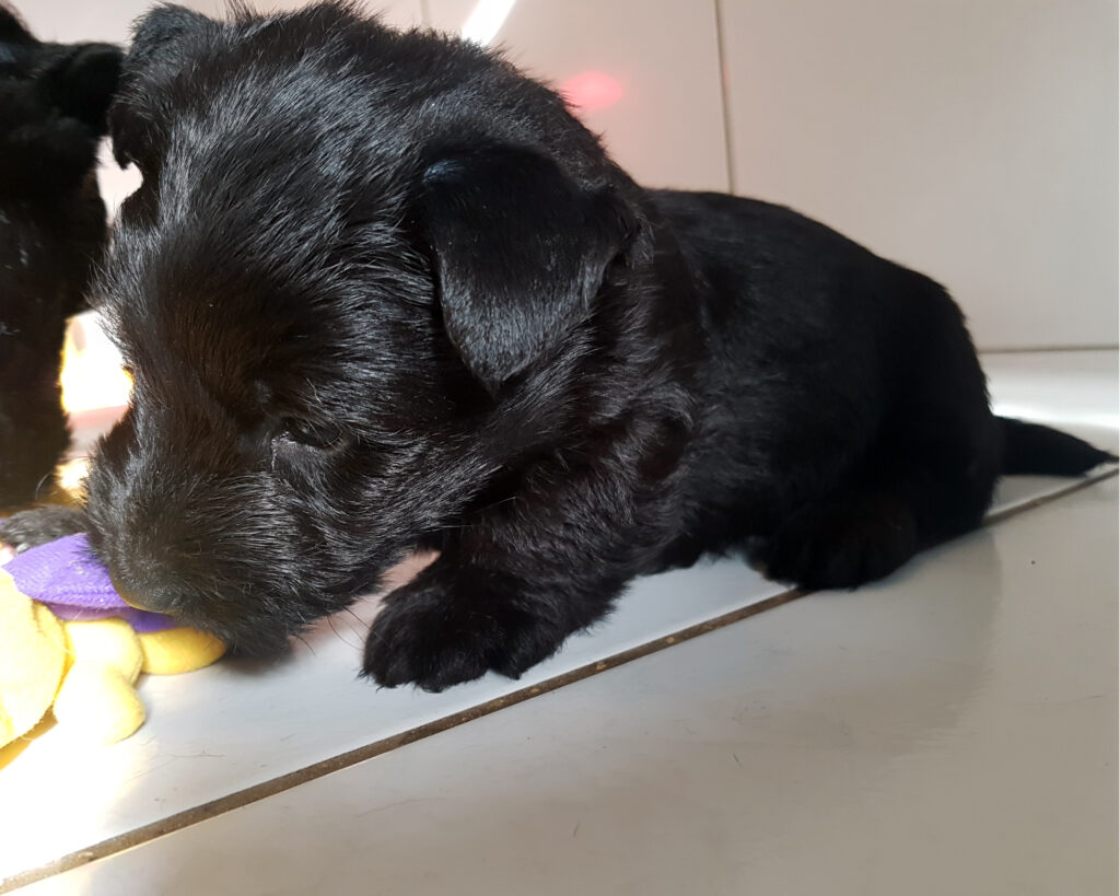 chiot Scottish Terrier