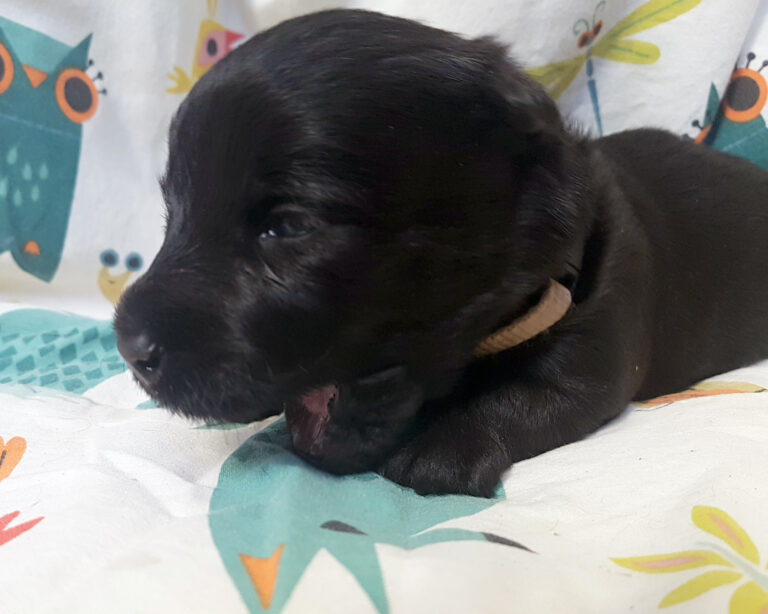 Chiot Scottish Terrier