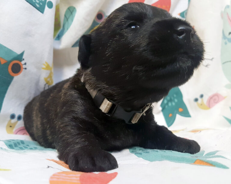 Chiot Scottish Terrier