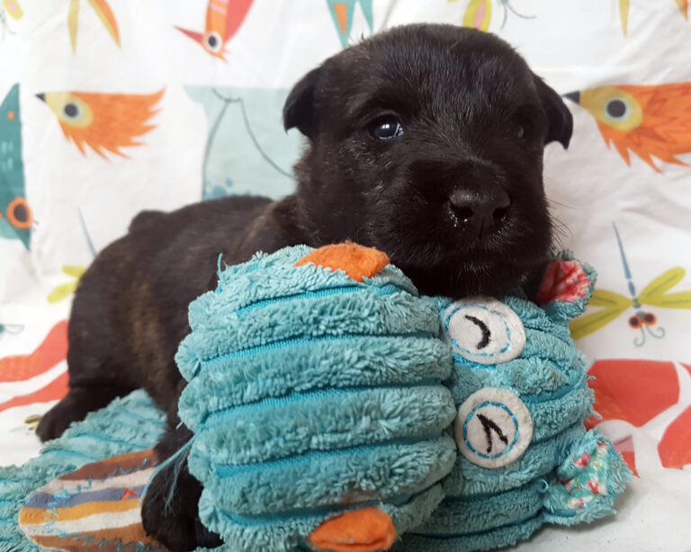 Chiot Scottish Terrier