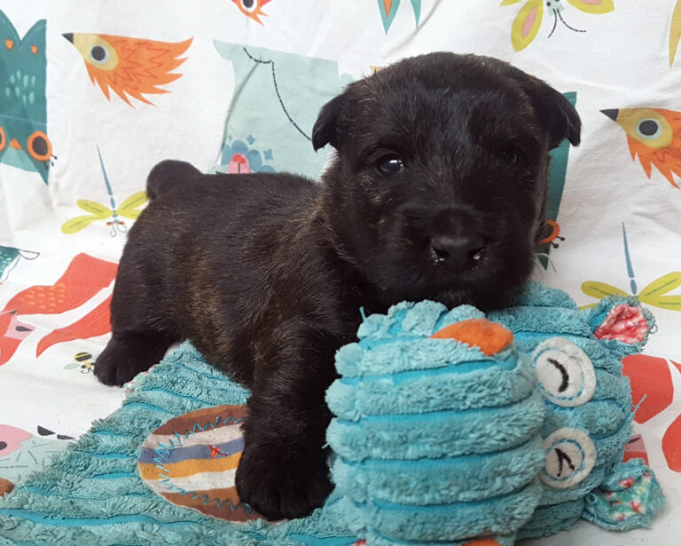 Chiot Scottish Terrier