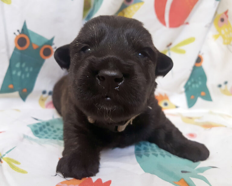 Chiot Scottish Terrier