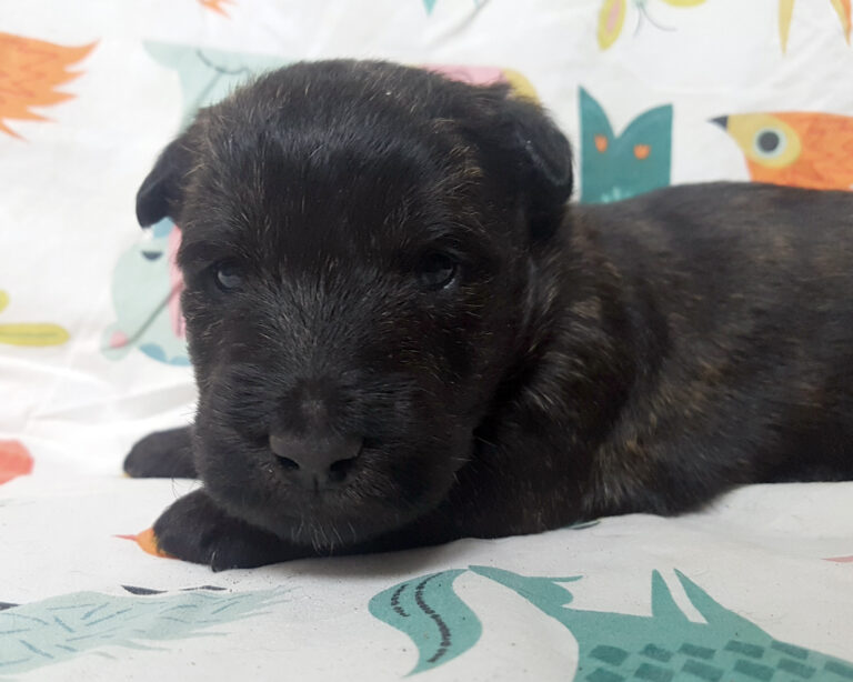 Chiot Scottish Terrier