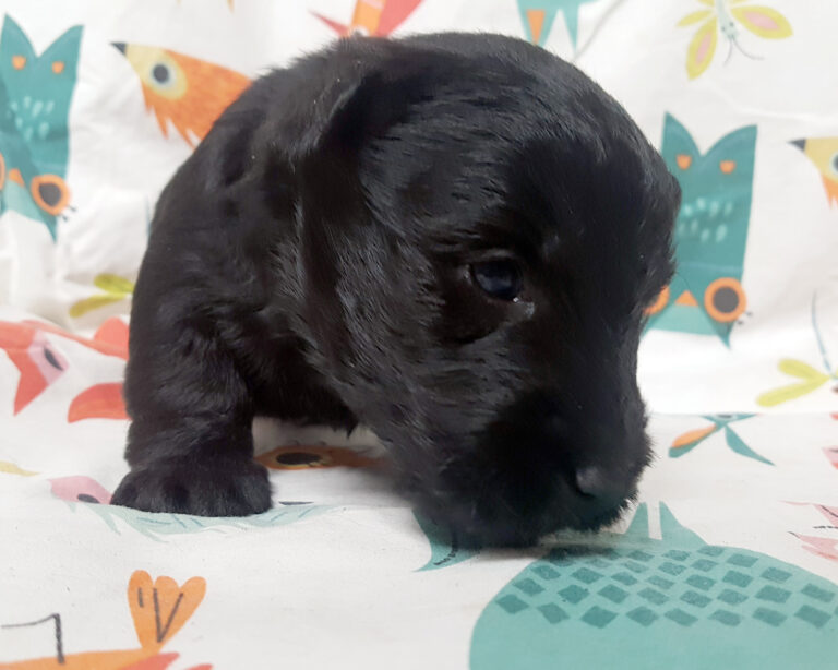 Chiot Scottish Terrier