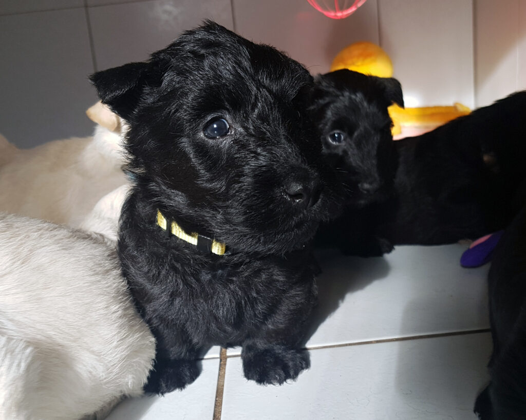 chiot Scottish Terrier