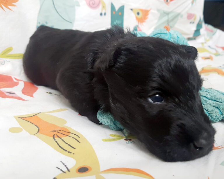 Chiot Scottish Terrier