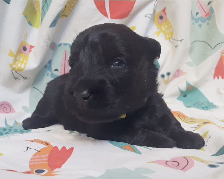 Chiot Scottish Terrier