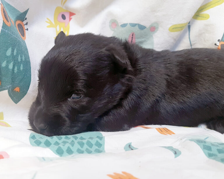 Chiot Scottish Terrier